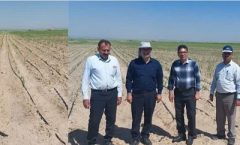 اجرای ۲ هزار هکتار آبیاری تیپ یا نواری درسطح مزارع گندم و ذرت دهلران