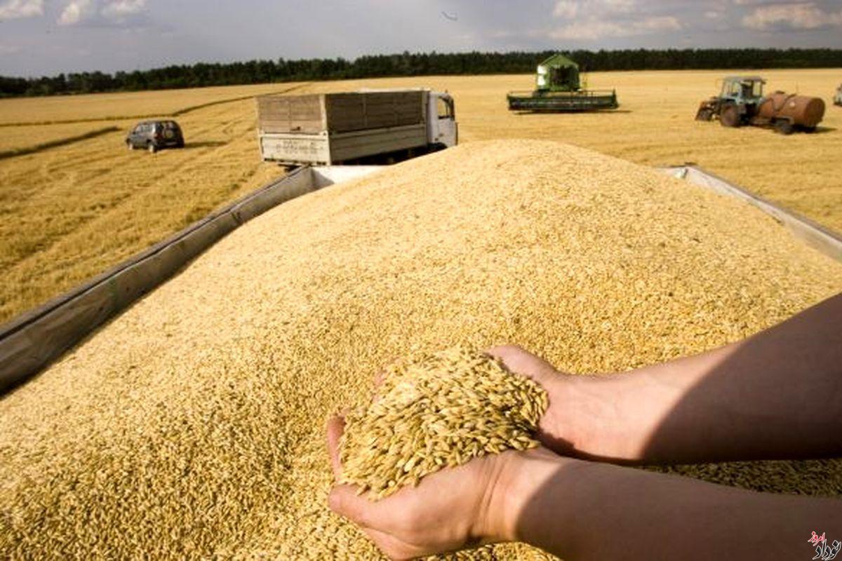 قیمت گندم دوباره افزایش می یابد؟ نودادامروز قیمت گندم دوباره افزایش می یابد , خرید تضمینی گندم , خبرنگار مریم بالوی فیلی