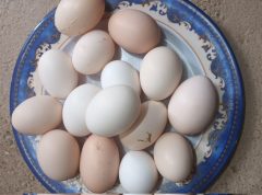 حمایت از تولید و بسته بندی تخم مرغ محلی عشایر ایلام
