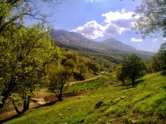 ۶۴۲ هزار هکتار از مساحت ایلام را جنگل تشکیل می دهد