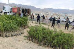 توزیع ۶ هزار و ۵۰۰ نهال میوه در بین مددجویان کمیته امداد ایلام در راستای درآمدزایی و نهضت ملی کاشت درخت