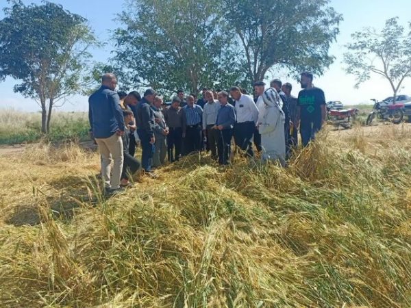 خسارت تگرگ به ۱۰ هزار هکتار از اراضی کشاورزی شهرستان دهلران