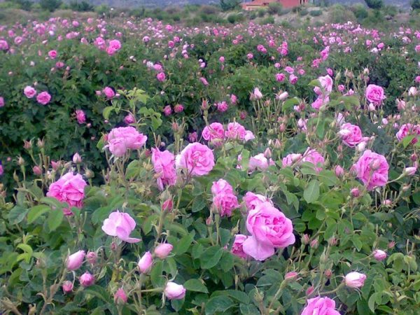 ایلام ظرفیت مناسبی برای توسعه کشت «گل محمدی» دارد