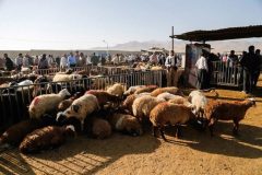 نظارت ۳۸ گروه دامپزشکی ایلام بر ذبح دام در عید قربان