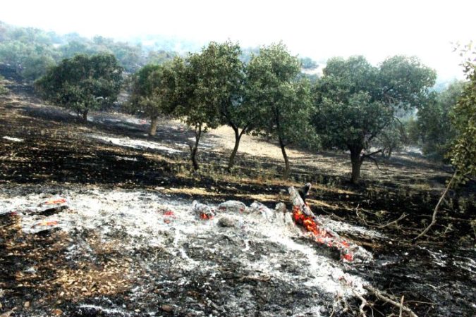 حدود ۱۰۰ مورد آتش سوزی در سطح جنگل‌ها و مراتع ایلام اتفاق افتاده است