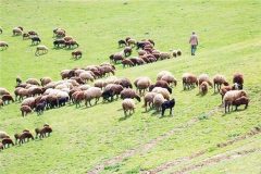 ورود دامداران فاقد پروانه به عرصه مراتع استان ایلام ممنوع است