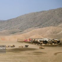 استان ایلام سالانه میزبان ۳ هزار خانواده عشایری است