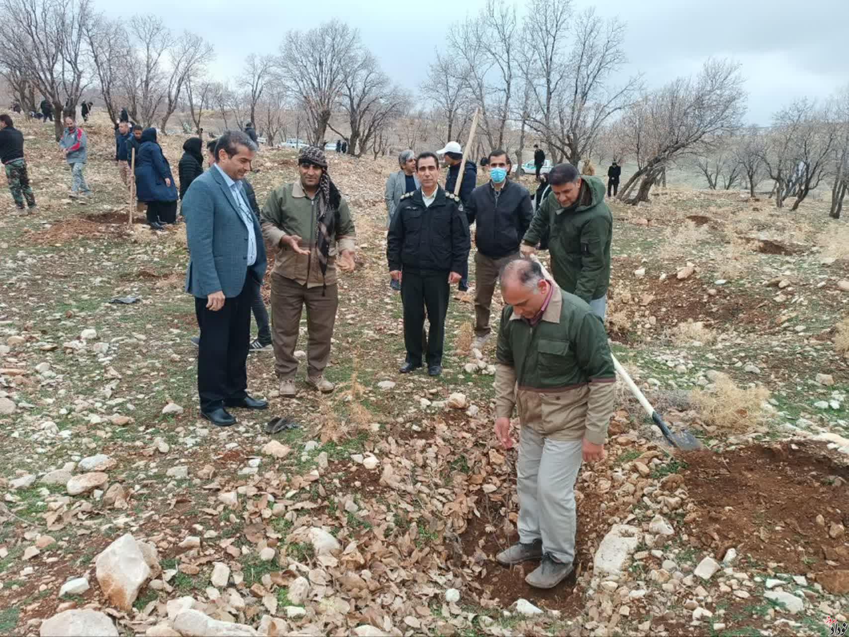 غرس بیش از 200 اصله نهال در محدوده پارک جنگلی چغاسبز ایلام , با حضور مریم بالوی فیلی خبرنگار نودادامروز غرس بیش از 200 اصله نهال در محدوده پارک جنگلی چغاسبز ایلام , با حضور مریم بالوی فیلی خبرنگار نودادامروز