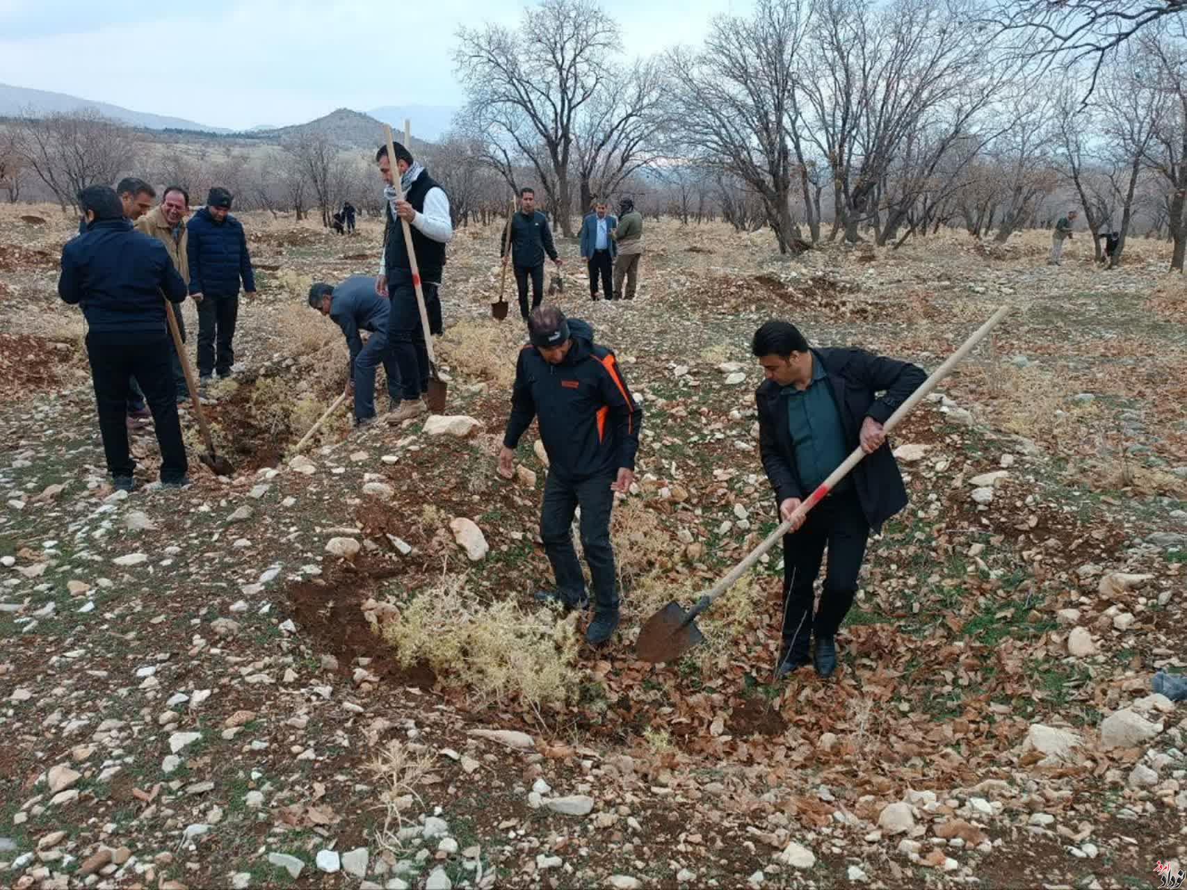 غرس بیش از 200 اصله نهال در محدوده پارک جنگلی چغاسبز ایلام , با حضور مریم بالوی فیلی خبرنگار نودادامروز غرس بیش از 200 اصله نهال در محدوده پارک جنگلی چغاسبز ایلام , با حضور مریم بالوی فیلی خبرنگار نودادامروز