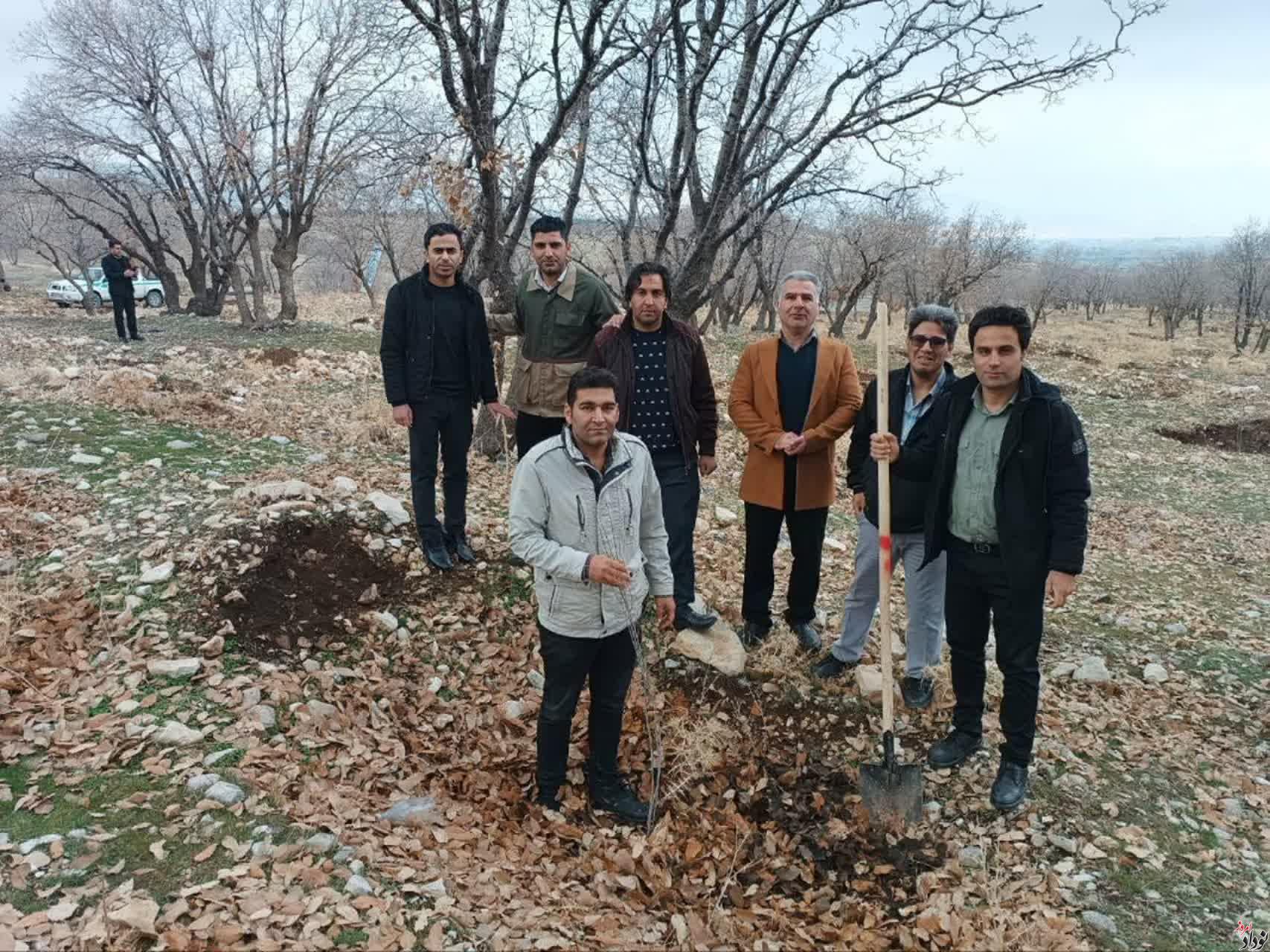 غرس بیش از 200 اصله نهال در محدوده پارک جنگلی چغاسبز ایلام , با حضور مریم بالوی فیلی خبرنگار نودادامروز غرس بیش از 200 اصله نهال در محدوده پارک جنگلی چغاسبز ایلام , با حضور مریم بالوی فیلی خبرنگار نودادامروز