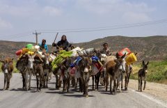 وجود ۶۰ هزار عشایر در ایلام