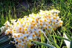 آغاز برداشت گل نرگس در مناطق مختلف استان ایلام