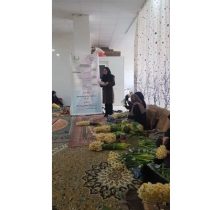 تولید ۱۶۷ میلیون شاخه‌ گل نرگس در ایلام
