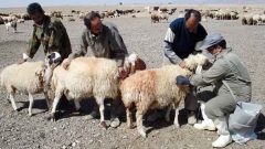 واکسیناسیون بیش از ۱۳ هزار رأس دام در ایلام علیه بیماری آبله