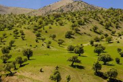 راه‌اندازی پویش نوروزی ایلام به عنوان «با بلوط‌ها مهربان باشیم»