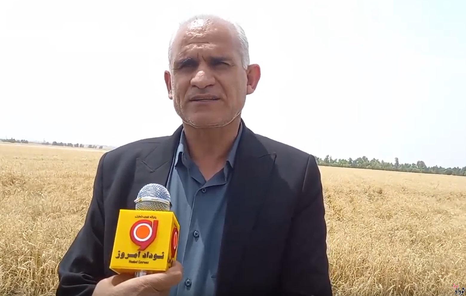 بیش از ۱۵۷ هزار تن گندم از کشاورزان ایلامی خریداری شد , مریم بالوی فیلی خبرنگار نودادامروز بیش از ۱۵۷ هزار تن گندم از کشاورزان ایلامی خریداری شد , مریم بالوی فیلی خبرنگار نودادامروز