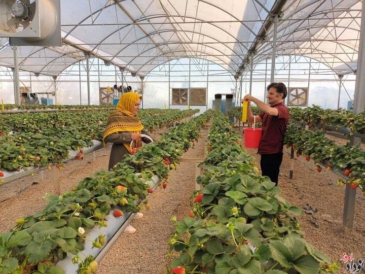 فعالیت ۱۳ گلخانه خانگی در دهلران , توسعه تولیدات گلخانهای: توتفرنگی، گیاهان زینتی و خیار مریم بالوی فیلی خبرنگار نودادامروز فعالیت ۱۳ گلخانه خانگی در دهلران , توسعه تولیدات گلخانهای: توتفرنگی، گیاهان زینتی و خیار , مریم بالوی فیلی خبرنگار نودادامروز