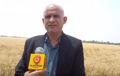 آغاز خرید تضمینی گندم در دهلران با بهره‌گیری از ۱۷ سیلو و ۲۲ مرکز تعاونی
