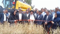 آیین شکرگزاری برداشت گندم در بخش دشت عباس دهلران