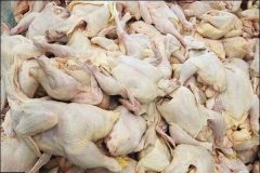 ممنوعیت خروج مرغ از استان ایلام تا زمان تأمین کامل نیاز داخلی