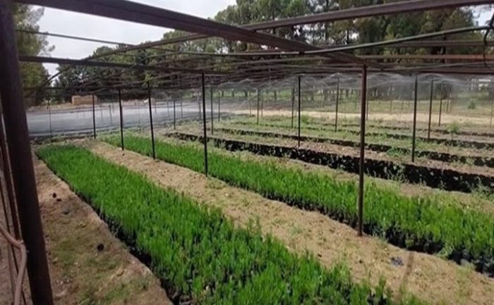 برنامه‌های منابع طبیعی دهلران در توسعه جنگل‌کاری/ تولید ۸۵۰ هزار اصله نهال
