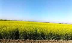 خرید ۱۵۰۰ تن دانه روغنی کلزا از کشاورزان دهلران