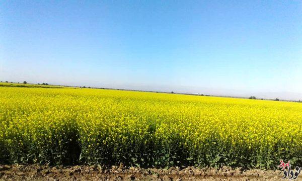 خرید ۱۵۰۰ تن دانه روغنی کلزا از کشاورزان دهلران