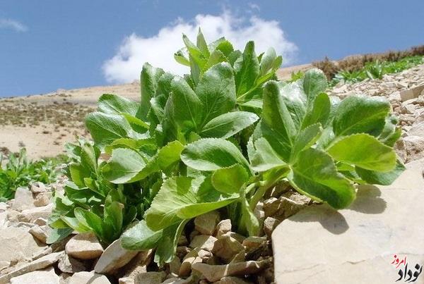 تشکیل پرونده برای برداشت غیرمجاز گیاهان خوراکی و دارویی در ایلام
