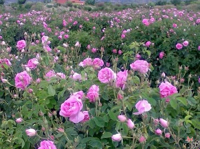افزایش سطح زیرکشت گل محمدی در چرداول به ۱۴ هکتار , مریم بالوی فیلی خبرنگار نودادامروز افزایش سطح زیرکشت گل محمدی در چرداول به ۱۴ هکتار , مریم بالوی فیلی خبرنگار نودادامروز