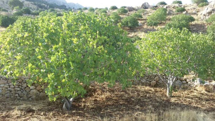 تحقق طرح توسعه ۵۰۰ هکتار باغ دیم و آبی در استان ایلام | آماده‌ سازی زیرساخت‌ های گلخانه‌ ای در مهران و دهلران