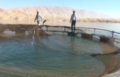 پرورش ماهی قفسی فیتوفاگ در سد سیمره برای نخستین‌ بار در کشور آغاز شد