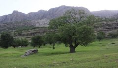 ۲۷۵۰ هکتار از جنگل‌ های ایلام از آفت لورانتوس پاکسازی شد