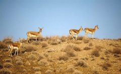 ایلام با ۱۸۳ گونه پرنده و ۱۰۰۰ گونه گیاهی یکی از غنی‌ ترین زیست‌ بوم‌ های کشور است