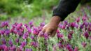 شناسایی بیش از ۳۰۰ گونه گیاه دارویی در ایلام