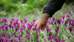 برداشت بی‌ ضابطه گیاهان دارویی تهدیدی جدی برای تعادل زیستی زاگرس است