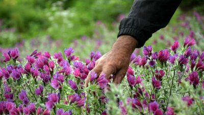 شناسایی بیش از ۳۰۰ گونه گیاه دارویی در ایلام