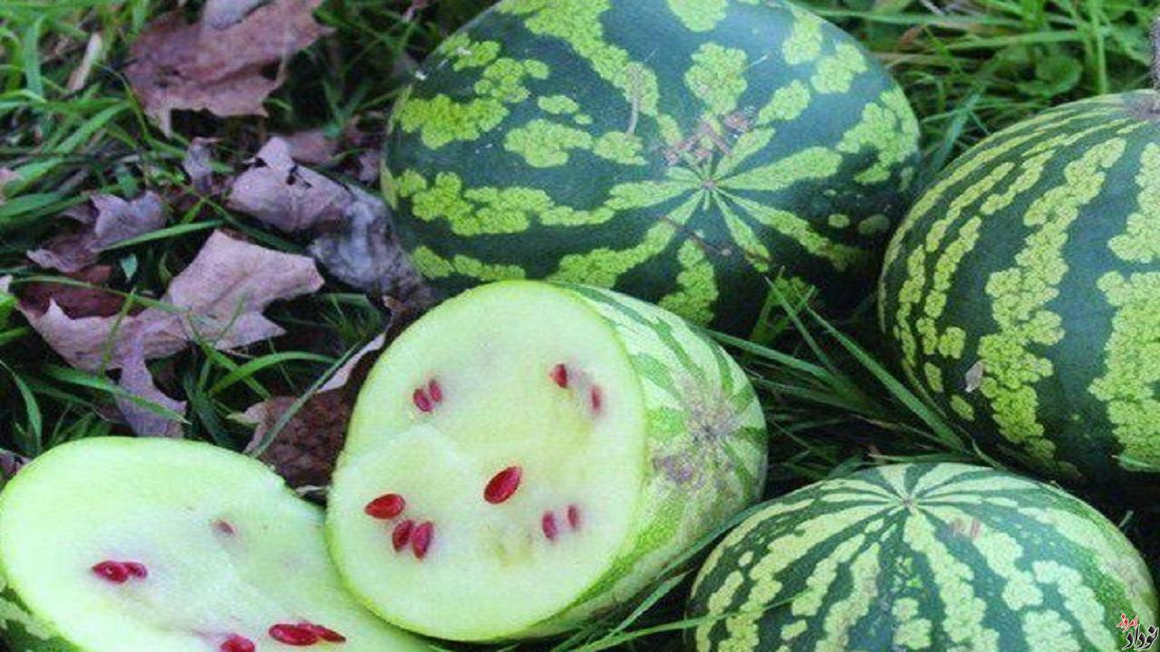 کاشت ۲۰ هکتار هندوانه آجیلی برای نخستین بار در شهرستان دهلران , مریم بالوی فیلی خبرنگار نودادامروز کاشت ۲۰ هکتار هندوانه آجیلی برای نخستین بار در شهرستان دهلران , مریم بالوی فیلی خبرنگار نودادامروز