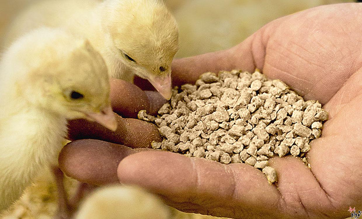 توزیع ۳ هزار تُن نهاده برای تأمین نیاز مرغداری های ایلام , مریم بالوی فیلی خبرنگار نودادامروز توزیع ۳ هزار تُن نهاده برای تأمین نیاز مرغداری های ایلام , مریم بالوی فیلی خبرنگار نودادامروز