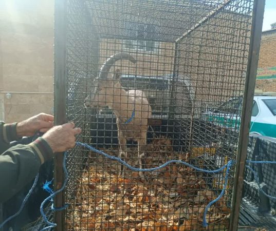 کشف کل وحشی در بازرسی از یک واحد خدماتی در ایلام | نگهداری غیرقانونی حیات‌ وحش جرم است