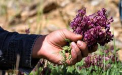 سطح زیر کشت گیاهان دارویی در ایلام ۲۶۰ هکتار است