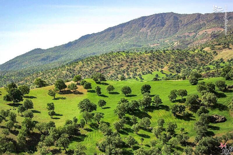 نهالستان ها و طرح های منابع طبیعی و آبخیزداری استان ایلام , مریم بالوی فیلی خبرنگار نودادامروز نهالستان ها و طرح های منابع طبیعی و آبخیزداری استان ایلام , مریم بالوی فیلی خبرنگار نودادامروز