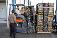 دو سردخانه تعاون روستایی استان ایلام همزمان با دهه فجر افتتاح می‌شود