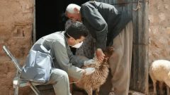 بیش از ۸ میلیون نوبت واکسیناسیون دام علیه بیماری‌ های واگیردار و مشترک در ایلام انجام شد