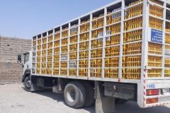 آغاز اجرای عملیات نظارت بر زنجیره مرغ در ایلام | توقیف بیش از ۱۳ تن مرغ زنده در جریان تشدید نظارت بر زنجیره تأمین