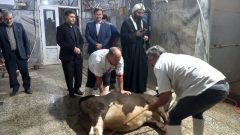 ذبح قربانی با رعایت موازین شرعی در کشتارگاه دهلران برگزار شد