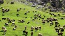 بخش قابل توجهی از مراتع ایلام در خطر بیابانی شدن است