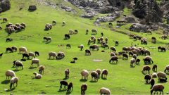 بخش قابل توجهی از مراتع ایلام در خطر بیابانی شدن است