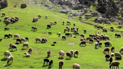 بخش قابل توجهی از مراتع ایلام در خطر بیابانی شدن است