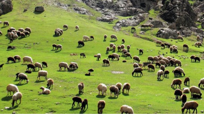 بخش قابل توجهی از مراتع ایلام در خطر بیابانی شدن است