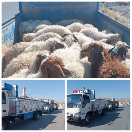 توقیف ۳ محموله دام پرواری سبک قاچاق در ایلام به ارزش بیش از ۳۰ میلیارد ریال